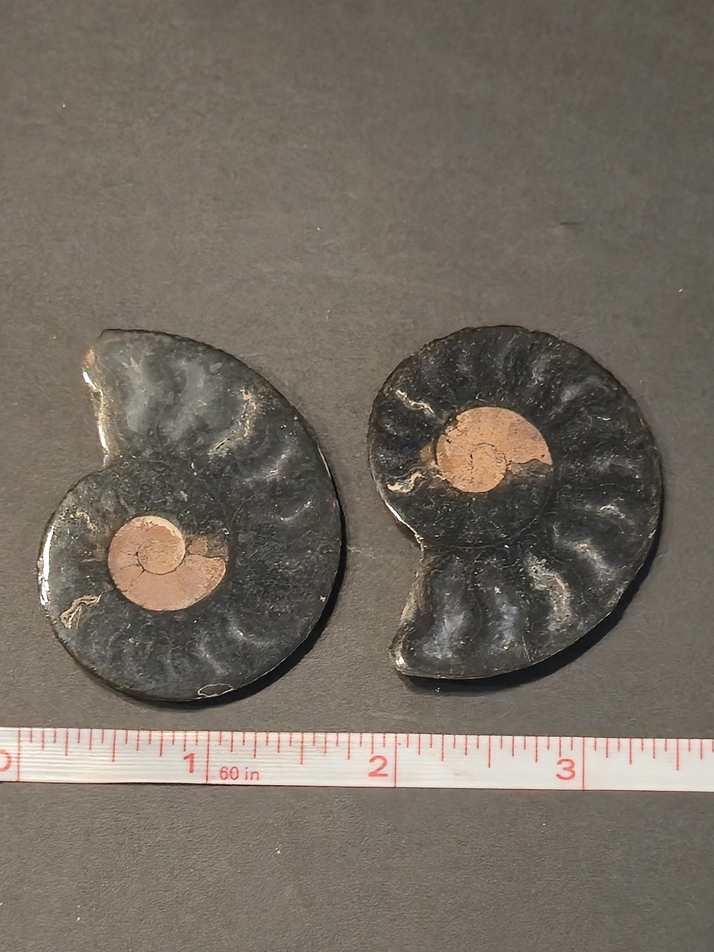 🌀 Polished Goniatite Fossil Pair • Approx. 1.5–1.75" • 1.13 oz / 32g
